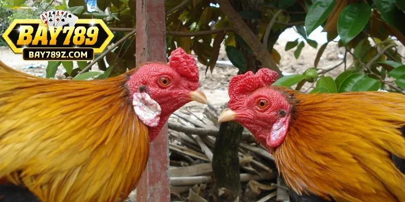 Tham gia chơi đá gà ngũ sắc nên phân tích lối đá chi tiết Tham gia chơi đá gà ngũ sắc nên phân tích lối đá chi tiết